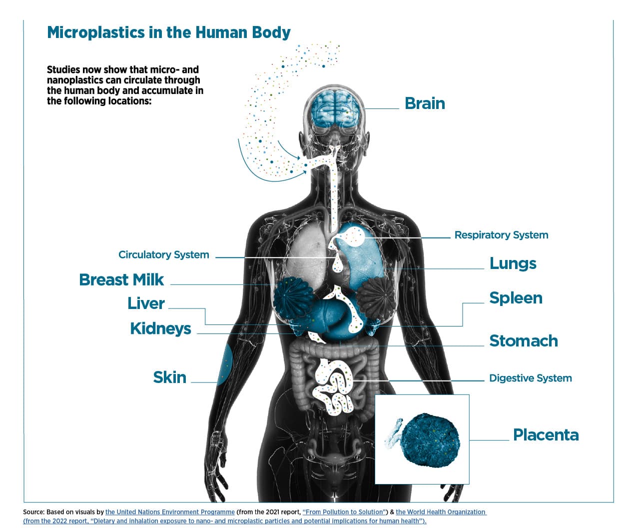 Microplastics have been found in human blood, brain tissue, and organs at alarming levels — documented evidence