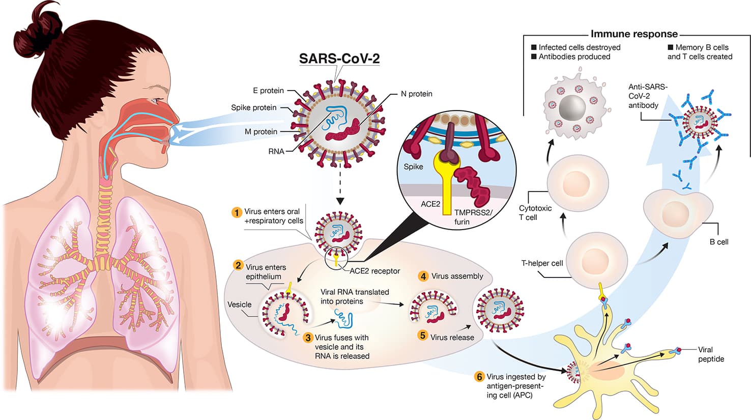 Natural immunity to COVID was dismissed and censored despite Israeli study showing it was 6-13x more protective than vaccination — documented evidence