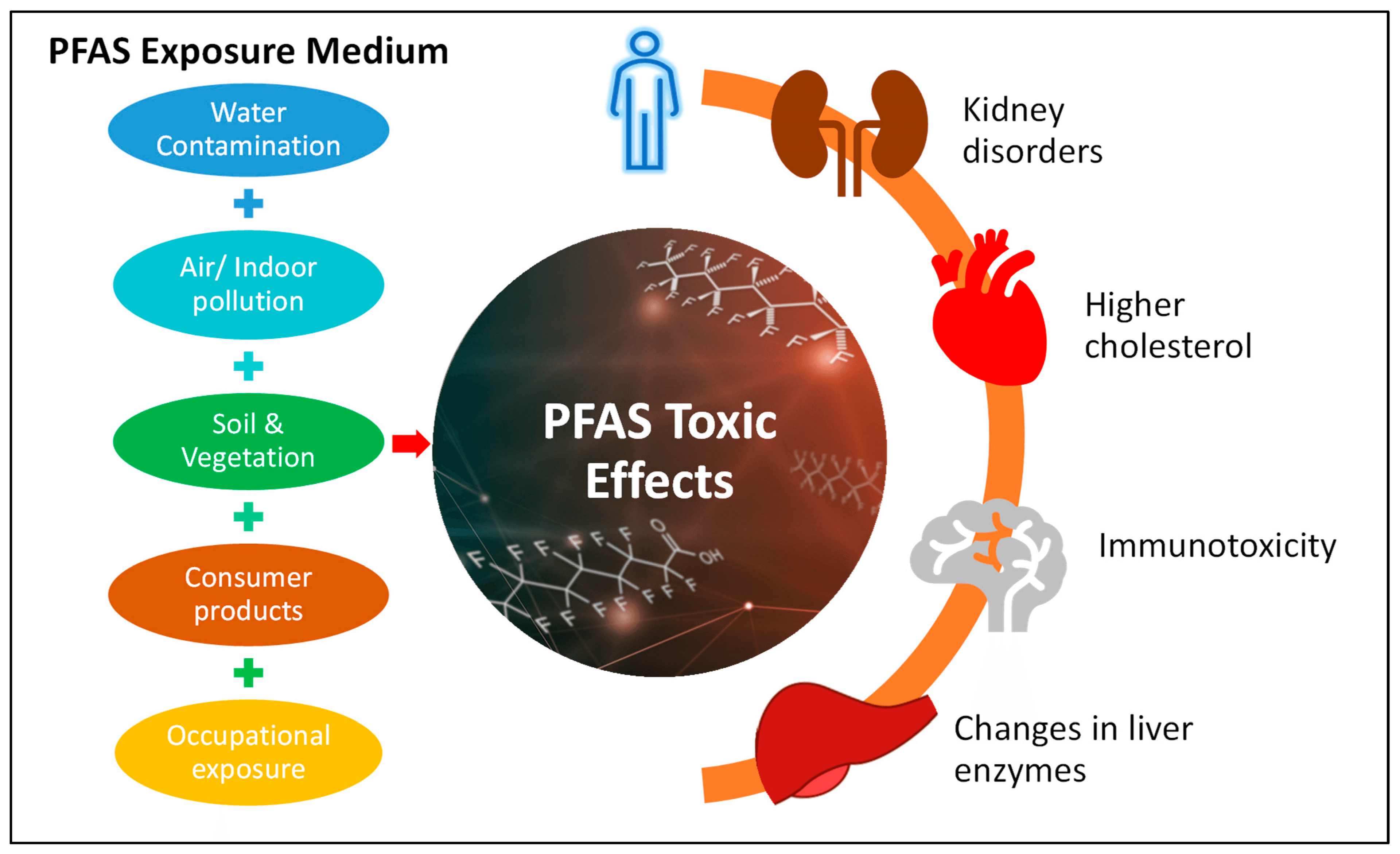 3M Suppressed PFAS Health Studies While Marketing Products as Safe — documented evidence