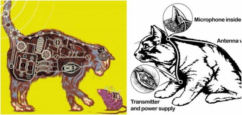 CIA's Project ACOUSTIC KITTY Implanted Surveillance Devices in Cats — documented evidence