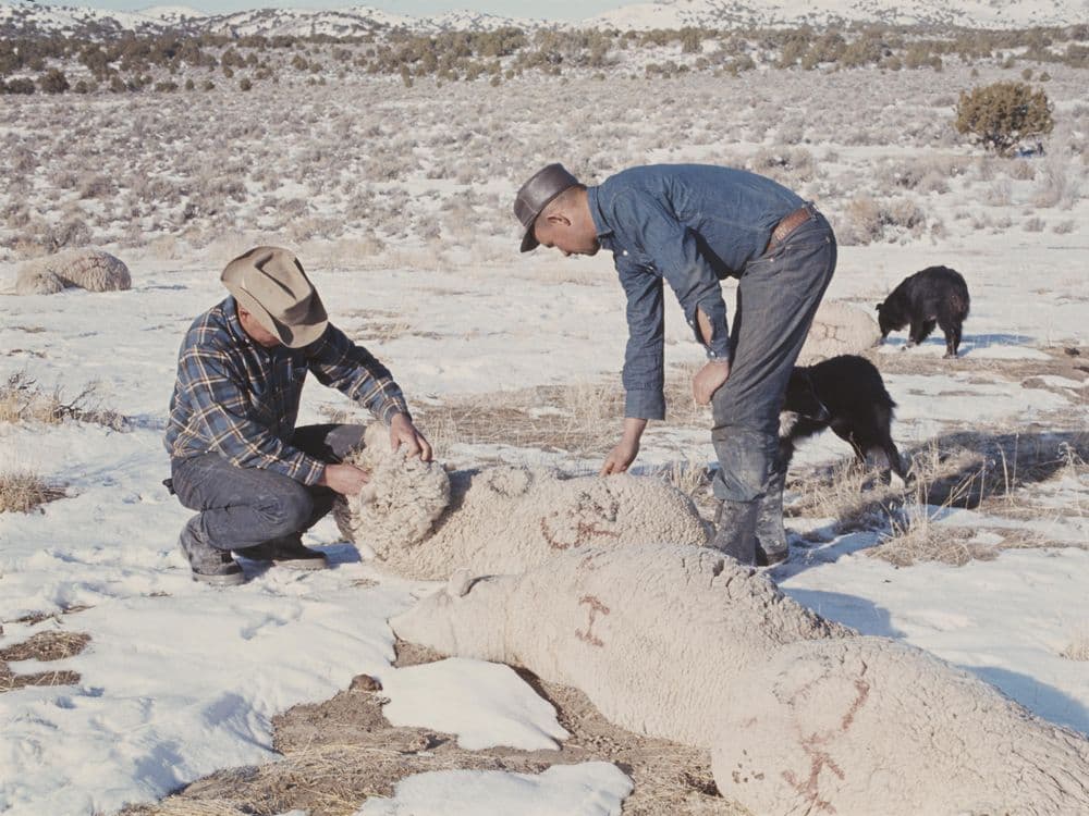 Dugway Proving Ground Sheep Kill - Army's Chemical Weapons Test Killed 6,000 Sheep — documented evidence